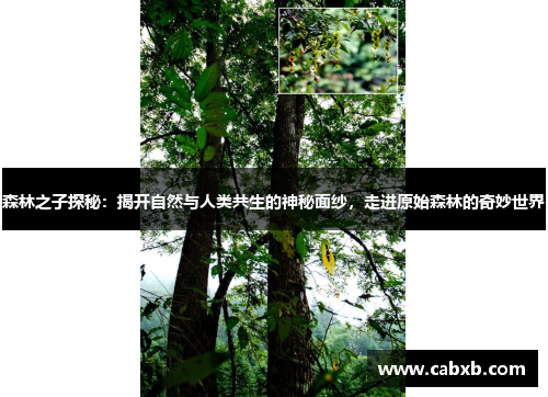 森林之子探秘:揭开自然与人类共生的神秘面纱,走进原始森林的奇妙世界 森林之子探秘:揭开自然与人类共生的神秘面纱,走进原始森林的奇妙世界
